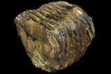 Partial Southern Mammoth Molar - Hungary #111861-1